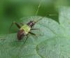 Closterotomus ventralis